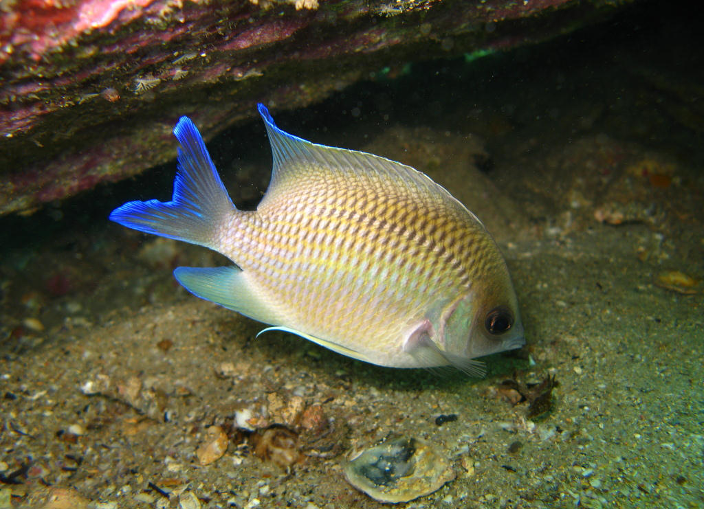 Mecaenichthys immaculatus